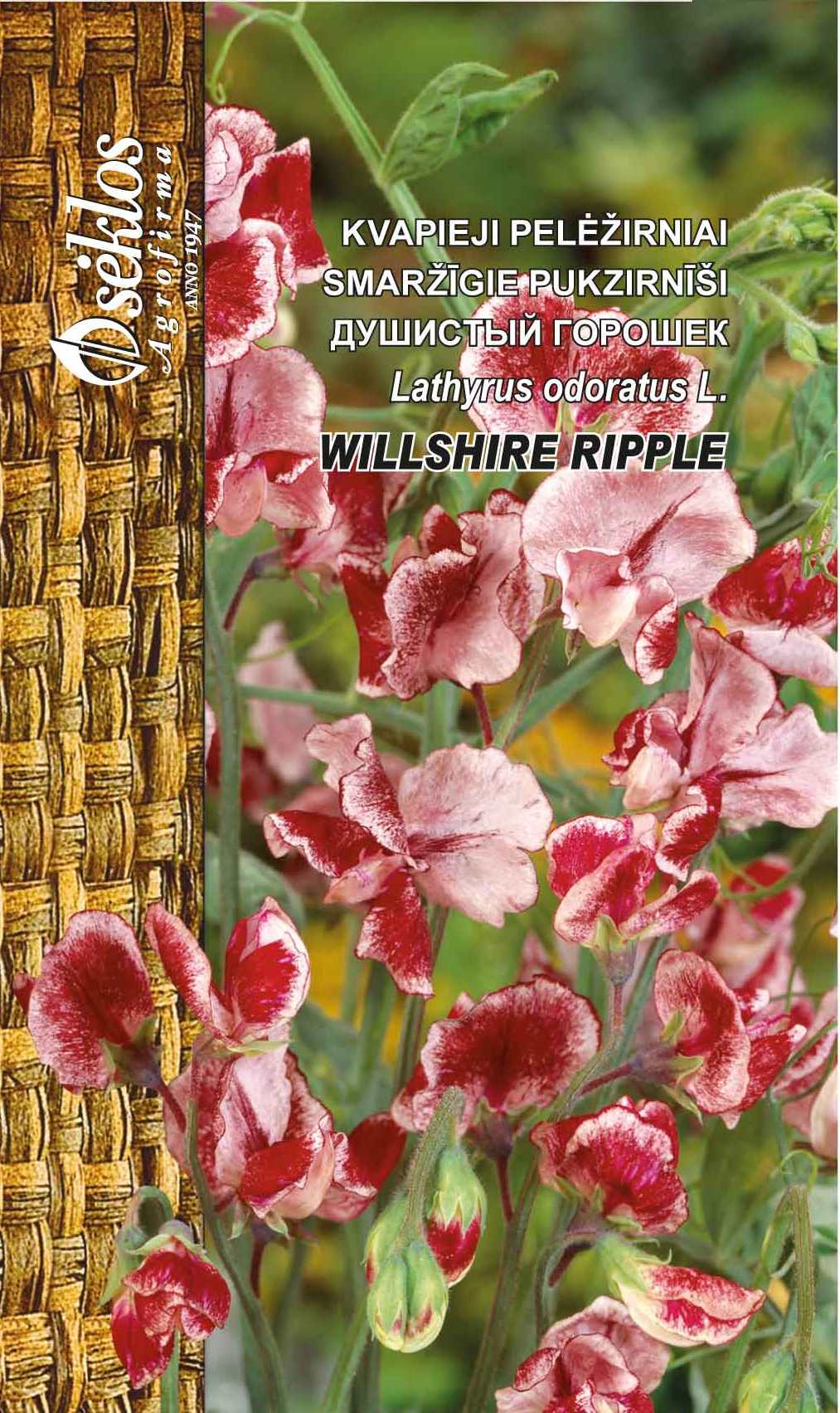 Sweet Pea - Willshire Ripple