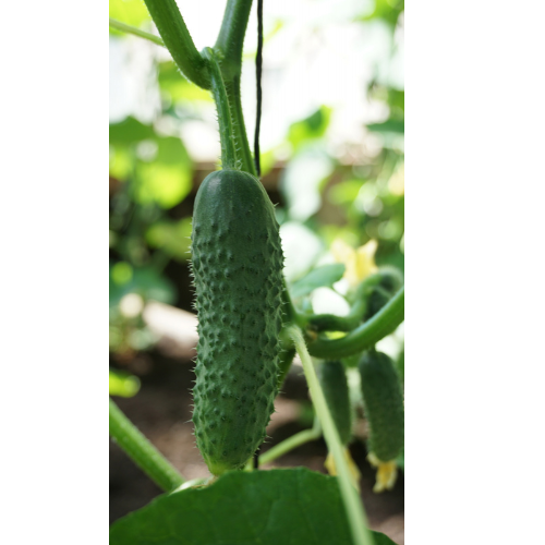 Pickled cucumber - Gracie