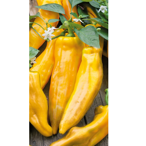 Spanish pepper - Corno di Toro Giallo - 42 seeds