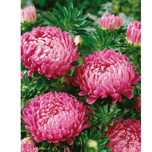 Aster Duchesse Pink