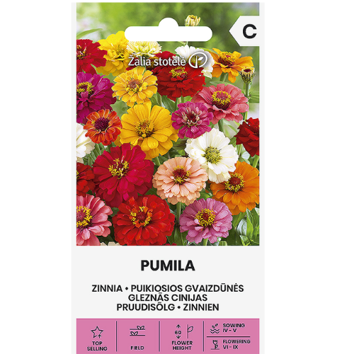 Zinnia - Pumila
