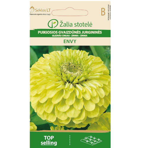 Zinnia - Envy