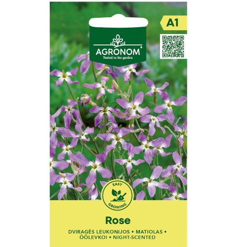 Night-scented Hollyhock