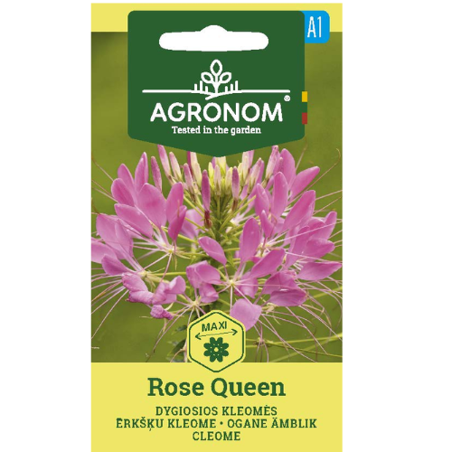 Paradisblomster - Rosendronning