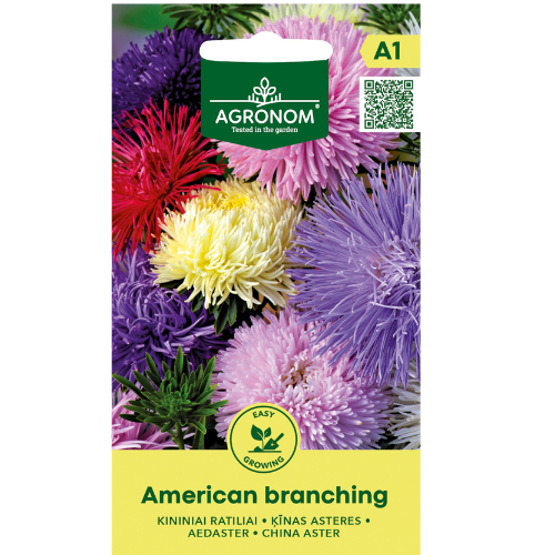 China aster - American Branching
