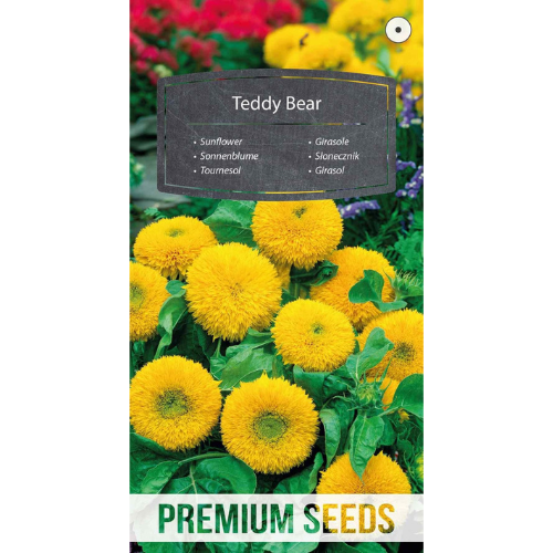 Sunflower - Teddy Bear