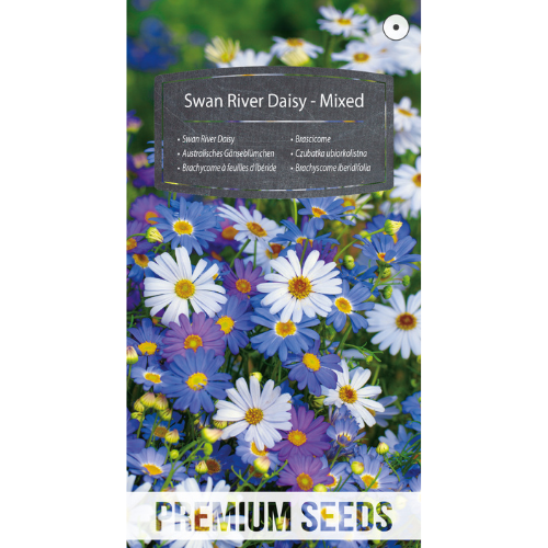 Daisy - Swan River Daisy Mixed