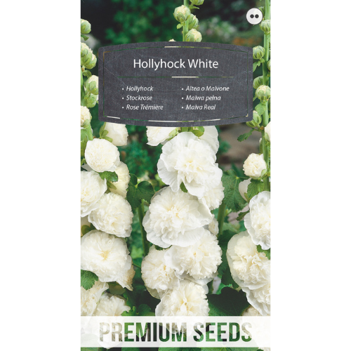Hollyhock - White