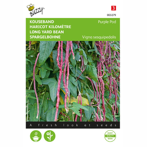 Långböna - Purple Pod