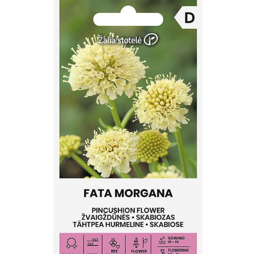 Pincushion Flower – Fata Morgana