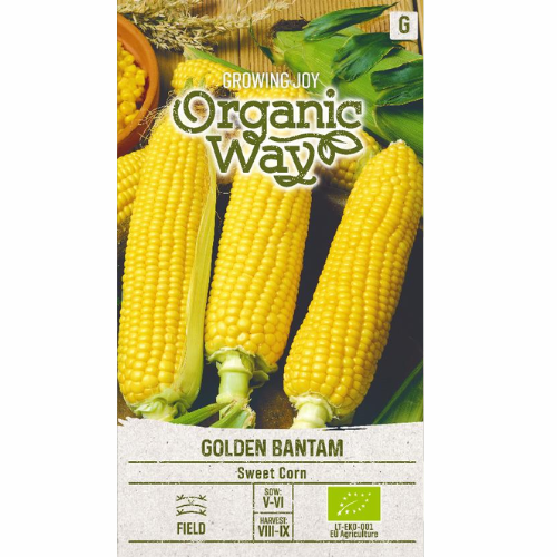 Ekologisk Sockermajs – Golden Bantam