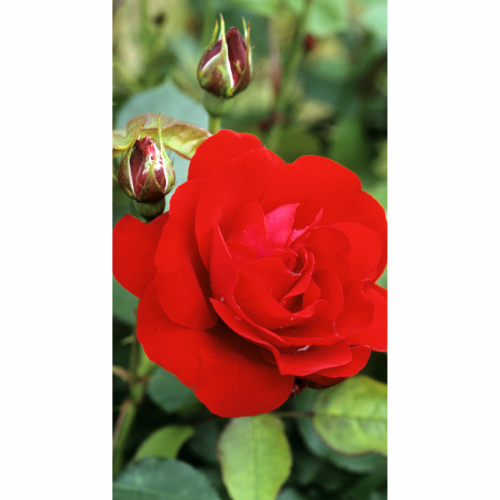 Rose – Red (bare-rooted)