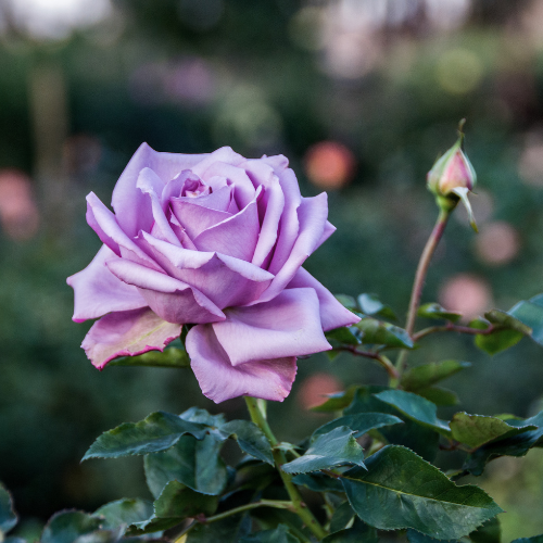 Large-flowered border rose – Purple (bare-rooted)
