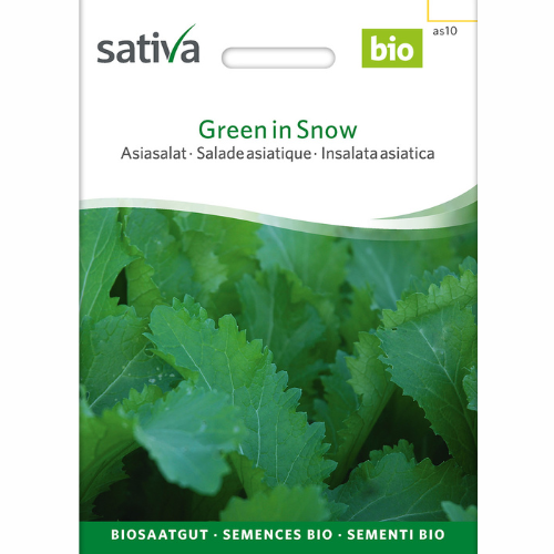 Asian Kale - Green in Snow