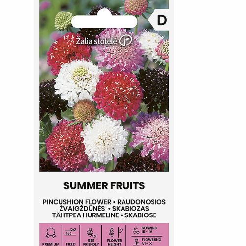Scabiosa – Summer Fruits (Brudscabiosa / Nåldyna)