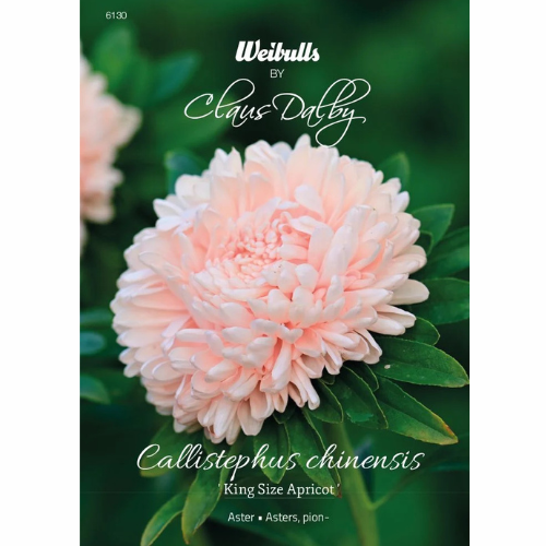 Aster - King Size Apricot