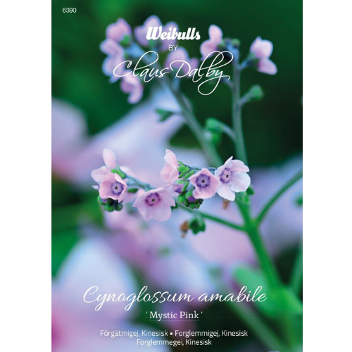 Kinesisk Förgätmigej - Mystic Pink