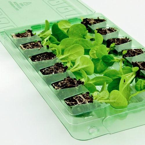 Peas & Special Beans 12-pack