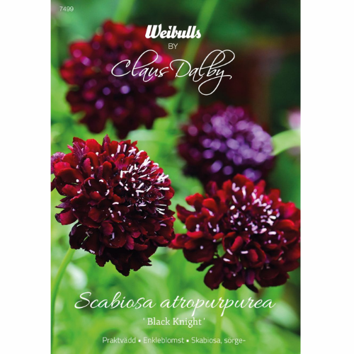 Praktvädd - Black Knight