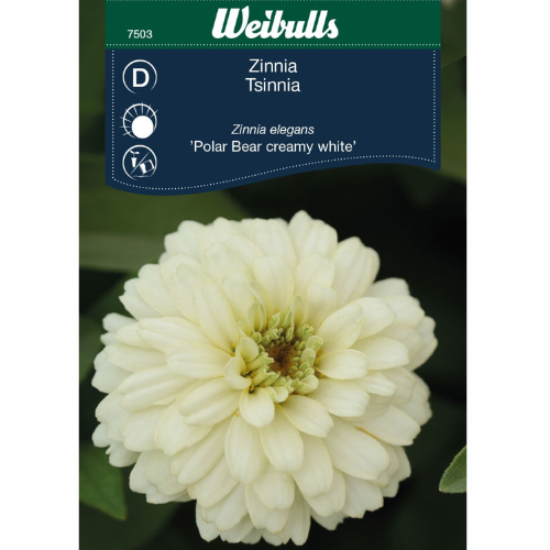 Zinnia - Polar Bear