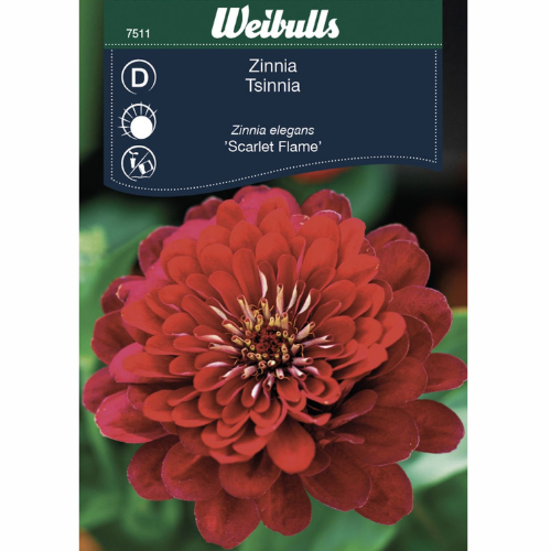 Zinnia - Scarlet flame