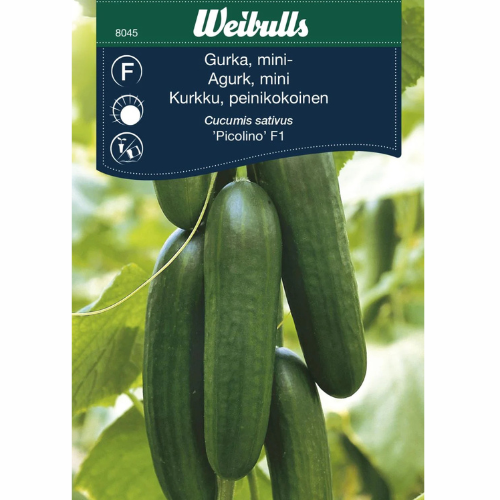 Cucumber- Picolino F1