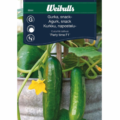 Cucumber - Party time f1