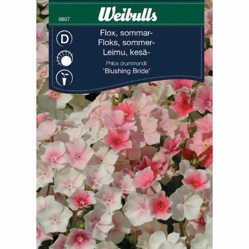 Sommarflox - Blushing Bride
