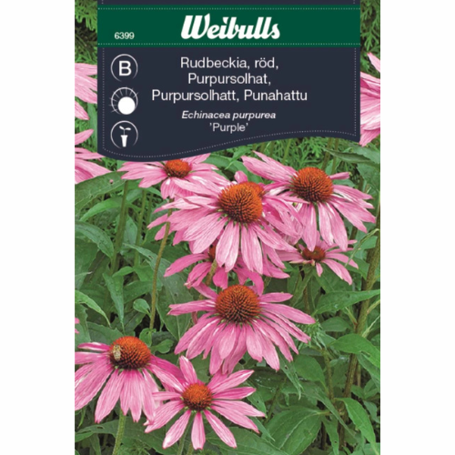 Rød solhat – Rudbeckia