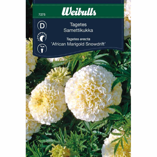 Tagetes – Snowdrift