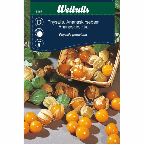 Physalis – Gyllenbär / Kapkrusbär