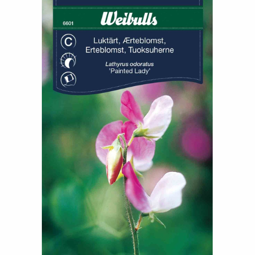 Luktärt – Painted Lady