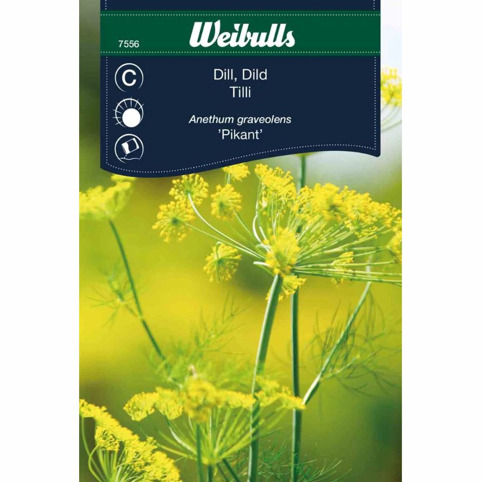 Dill – Spicy