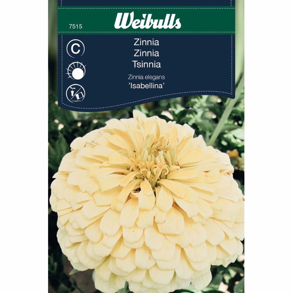 Zinnia – Isabellina
