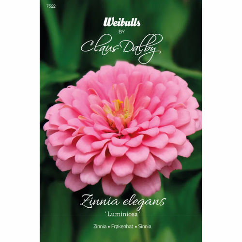 Zinnia – Luminosa