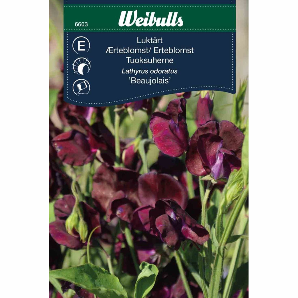 Luktärt – Beaujolais