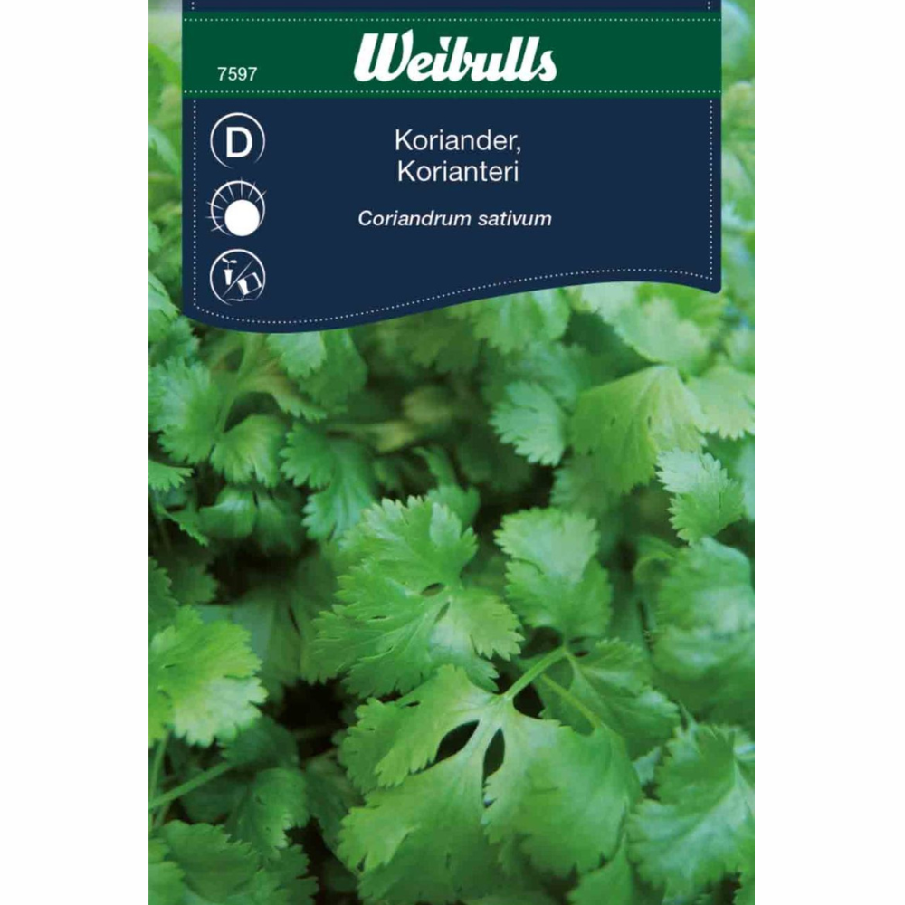 Koriander