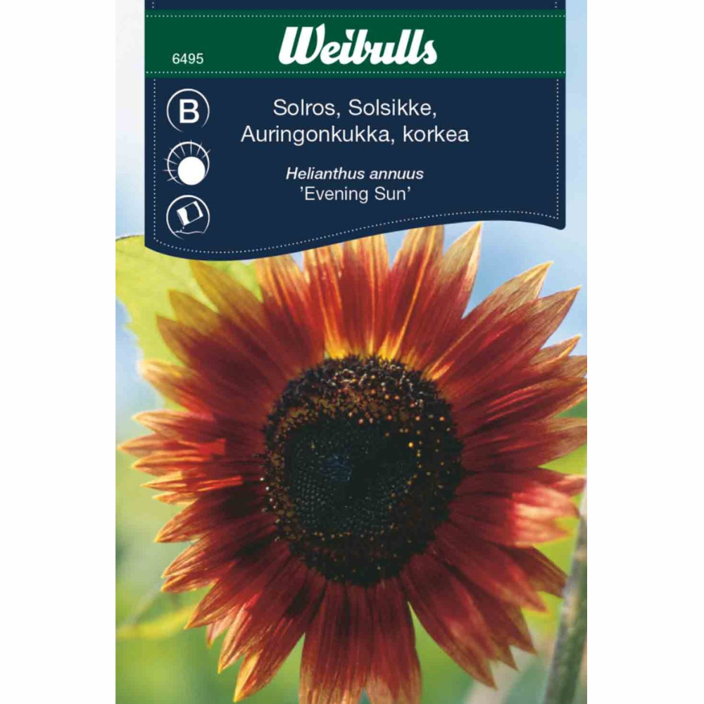 Solros – Evening Sun