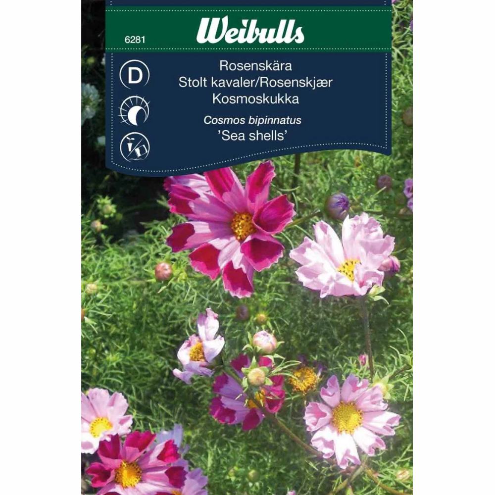 Rosenskära – Sea Shells