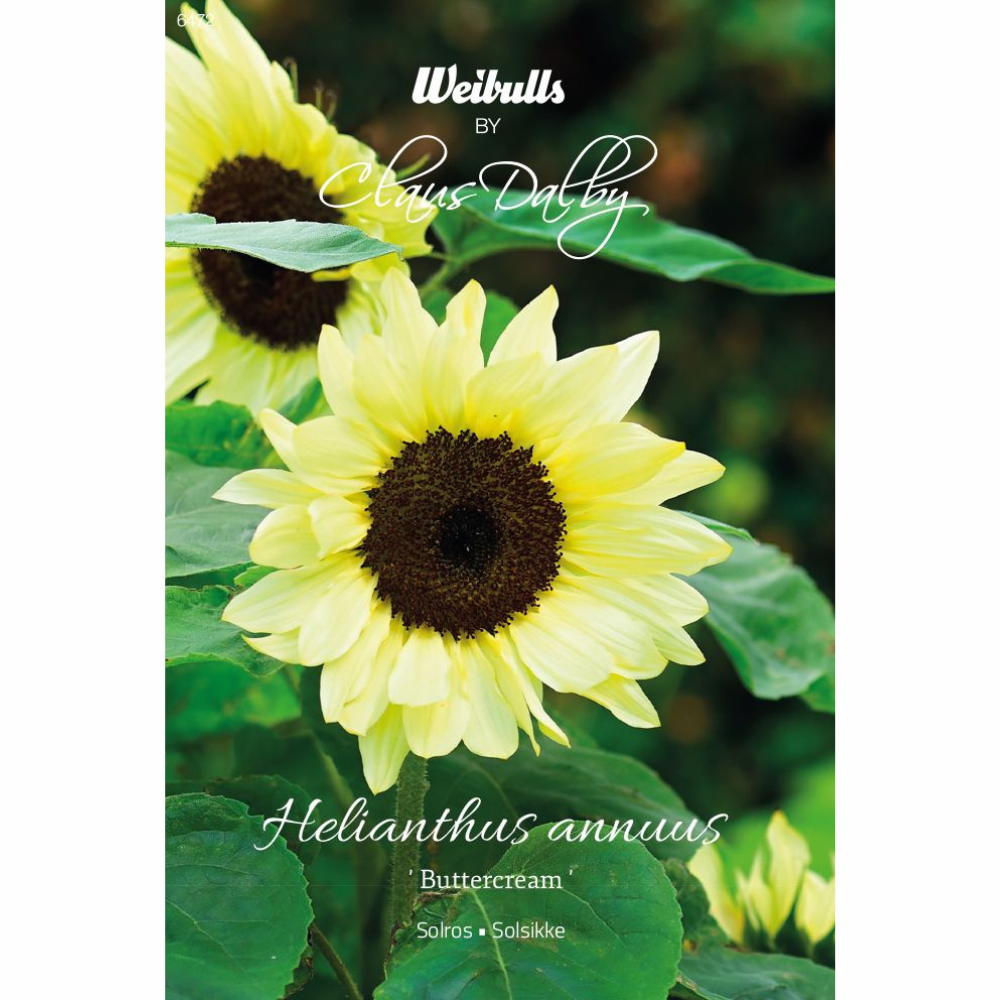 Solsikke – Smørcreme F1