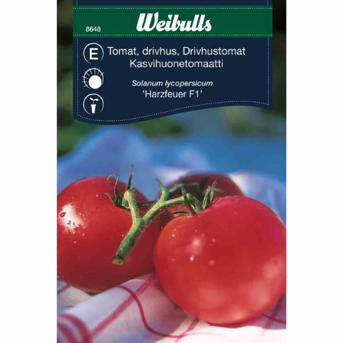 Tomat – Harzfeuer F1