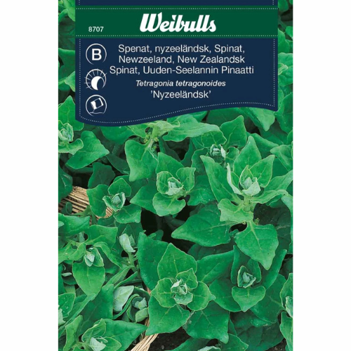 New Zealand spinach – durable summer harvest all season long