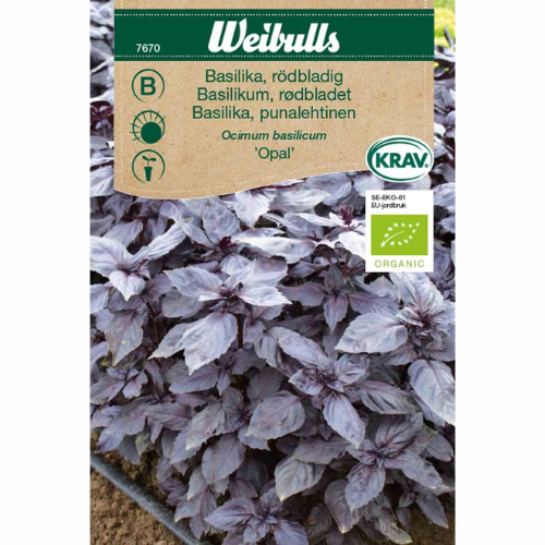 Red-leafed basil - Opal