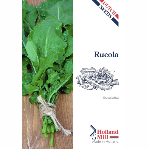 Rucola