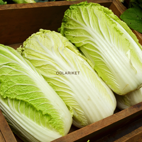 Chinese cabbage - Forco F1 - 215 seeds