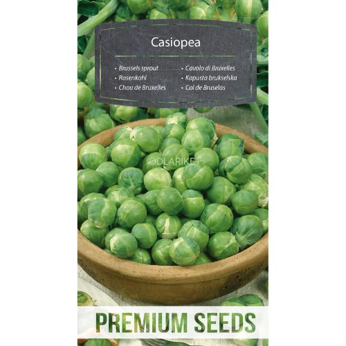 Brysselkål – Casiopea - 640 frön
