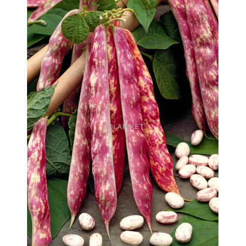 Dwarf bean - Borlotto rosso