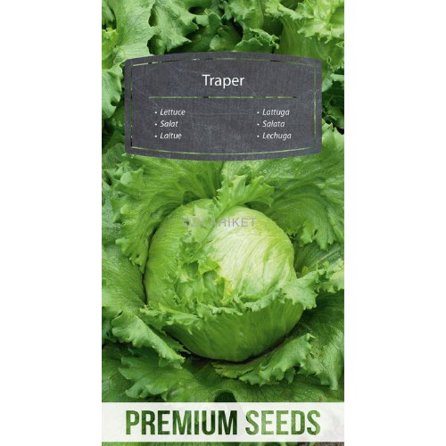 Iceberg Lettuce - Traper - 900 seeds