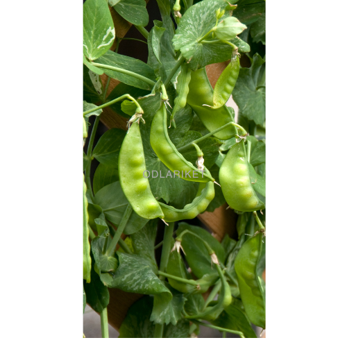 Ærteblomst - Hetman - 300 frø -