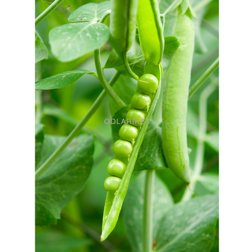 Ært - Iłówiecki - 250 frø -